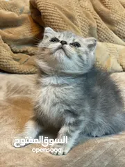  3 قطط جميله جداً