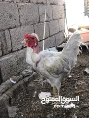  9 دجاج عرب اوزوج ابوركيبه
