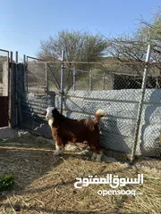  2 جدايه عمانيات