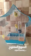  1 عصافير الحب