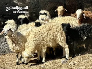  2 كباشه و حملات