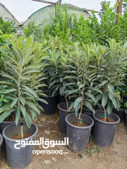 29 جميع أصناف الفواكة والحمضيات والزيتون ( بلدي ومستورد )