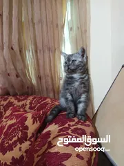  4 متاح كتن مكس سكوتش ستريت هيمالايا عمر ثلاث اشهر انثى بسعر رمزي 10 دنانير فقط