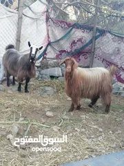  2 للبيع غنم جباليات