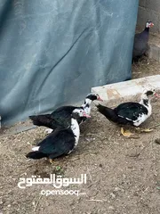  1 بط البيع أو للبدل