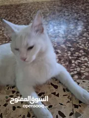  4 قط انثى للتبني