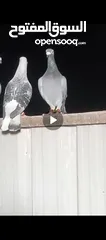  4 طيور حمام بسعر حرق