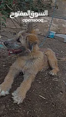  2 كلب قوقازي  صغير