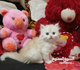  12 2بنات و2اولاد شيرازي بيور