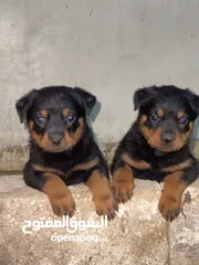  1 متااااح جراو رت وايلر الماني