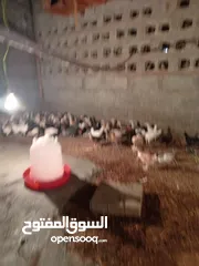  3 Omani chicken