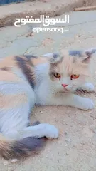  4 قطط شيرازي