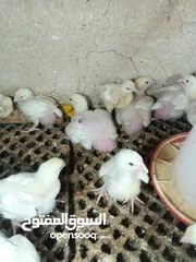  4 صوص لاحم نوع روس صحه وخالي من الامىاض