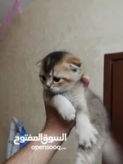  2 سكوتش فولد جولدن Ny25 الريلز موضح كل اشي