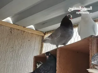  25 all typs of pigeons have.. Far sale