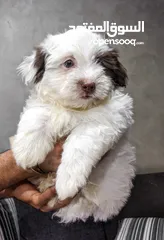  8 جراوي شيتزو - Shitzu puppies