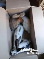  5 أرانب هجين
