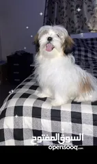  4 Female shiztzu very playful