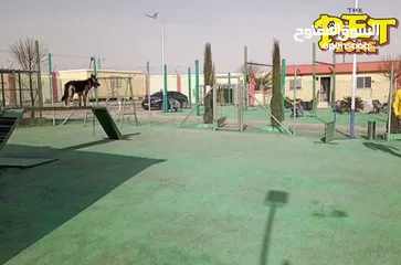  8 تحميم كلاب ....