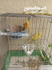  16 طيور كناري جاهزة بحالة وصحة جيدة
