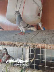  2 فحول وطواير للبيع