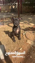  1 بيتبول بلاك نوز جروتين pitbull black nose puppies