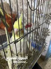  1 عصفور كوكتيل أنثى ما بتعض اليفه كثير