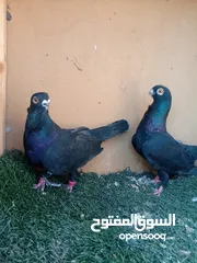  4 حمام للبيع جوز شغالات للبيع بدون الفراخ جوز بولنديات