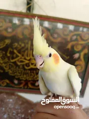  4 طيور للبيع