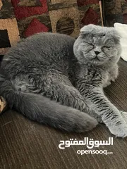  2 قط لبيع ذكر معقم  العمر 3سنوات................