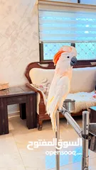 1 للبيع ببغاء كوكاتو ملوكان اليف 70 ٪بده متابعة بسيطع