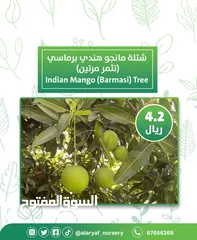  8 شتلات و أشجار المانجو المختلفة لدى مشتل الأرياف بأسعار مناسبة ومنافسة  mango tree