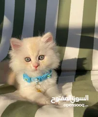  9 قطط كان هملايا بلو وهملايا اورنج عمر45 يوم