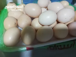  1 بيض بلدي طازه كل يوم بيومه 8 حبات بدينار