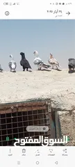  3 حمام للبيع