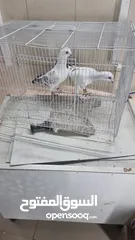 2 طيورحمام في دبي