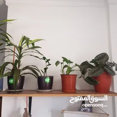  1 Set of 4 plants all 12kd