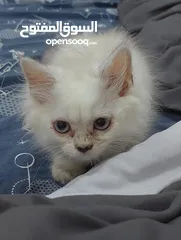  1 قطة بعمر شهر للبيع