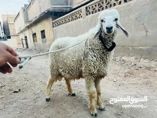  6 طلي ورجين فحل كريشي يوزن تقريباً 20 صافي