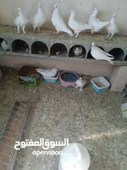  1 حمام فرنسي