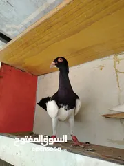 11 15 طير مخلف 4 يهودي رقبه شبر 4 مزههورات 4 نوري  1مخلف سلفر يهوديات نخب رقبه شبر 12 جوز يهودي