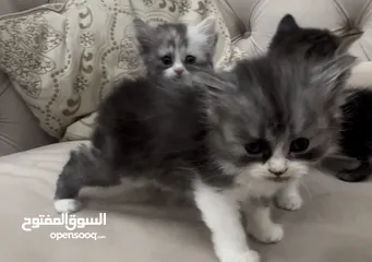  1 Urgent للبيع Pure Scottish Kittens قط قطط  بريتش بيور