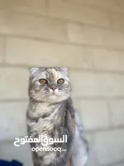  2 للبيع قطوه برتش