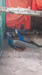  1 طاووس  للبيع