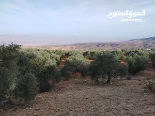  24 مزرعة زيتون ملوكية اطلالة ع الغرب و جبال فلسطين ع ثلاث شوراع قرب شارع الستين ثغرة السلطان