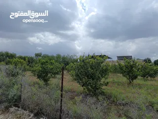  2 ارض زراعية للبيع