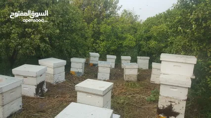  7 عسل طبيعي حر 100%