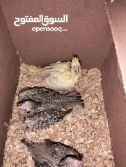  4 جوز كوكتيل مع 3 فراخ