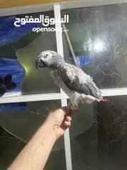  2 African grey fully tamed and playful