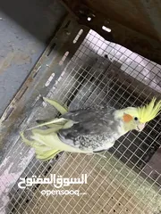 1 جوز كوكتيل